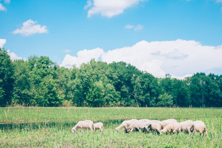 Herd of sheeps in the meadow in the springtimeの写真素材