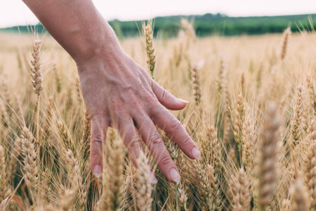 Woman's hand holding wheat in sunset