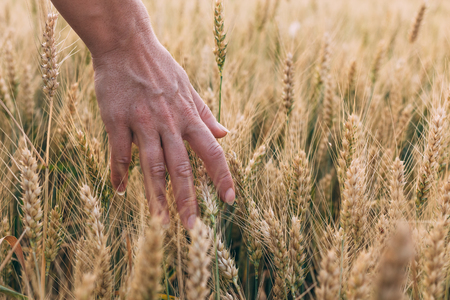 Woman's hand holding wheat in sunsetの写真素材