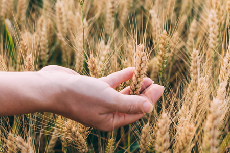 Woman's hand holding wheat in sunsetの写真素材