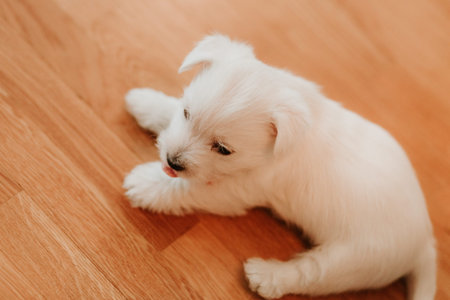 West terrier puppy lying on the floor