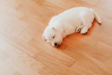 West terrier puppy lying on the floorの写真素材