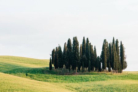 View of cypresses in countryside of Tuscany, Italyの写真素材
