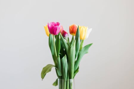 Beautiful multicolored tulips in a vase on white backgroundの写真素材