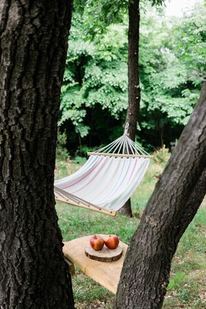 Cradle net in the backyard by the forestの写真素材