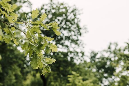 Lush green leaves in deep forest in springtimeの写真素材