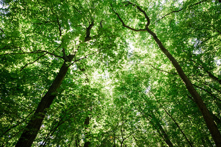 Lush green tree tops in the forest
