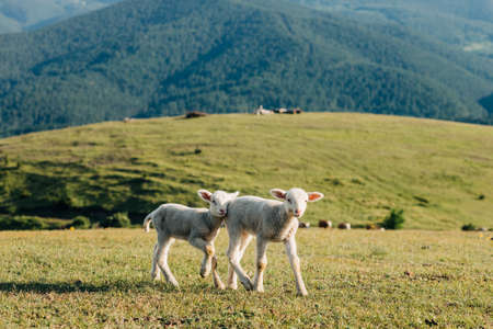Two lambs on the meadow on a sunny dayの写真素材