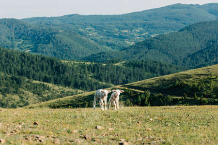 Two lambs on the meadow on a sunny dayの写真素材