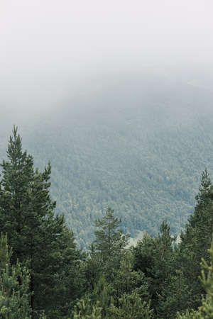 View of a beautiful foggy pine trees in the mountainsの写真素材