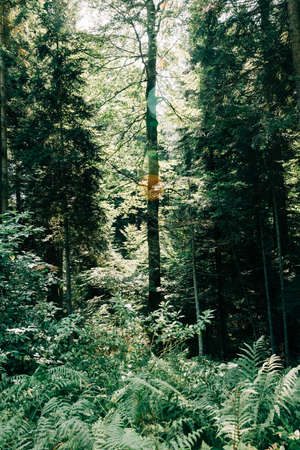 View of the deep forest in the mountainsの写真素材