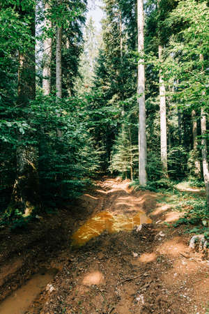 Muddy dirt road through deep mountain forestの写真素材