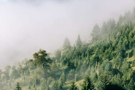 Misty pine tree forest in the mountains in early morningの写真素材