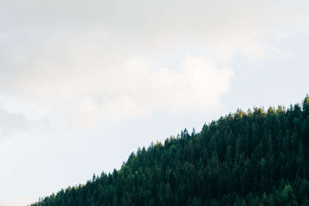 View of the forest in the mountainsの写真素材