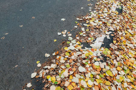 Yellow autumn leaves by the road by the forestの写真素材