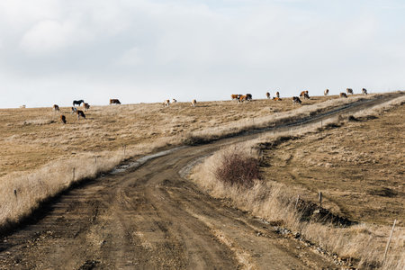 Group of cows in the field in autumn