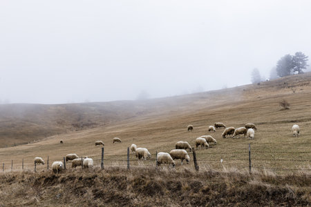 Herd of sheep on the misty field in the mountainsの写真素材