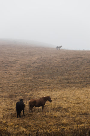 Horses on a misty meadowの写真素材
