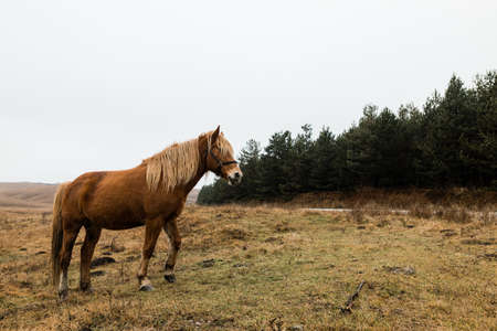 Beautiful brown horse on the field in early morningの写真素材