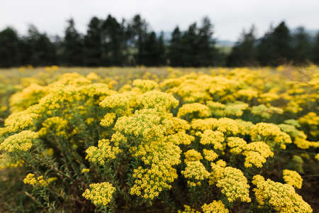Wild flowers on the meadow in the mountainの写真素材