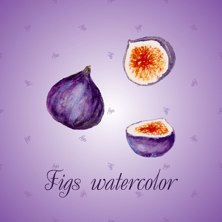 Watercolor fruits. Fig for design of packaging, food, vegan or diet backgroundのイラスト素材