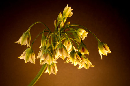 Nectaroscordum Siculum - Honey Lily, Sicilian Honey Lily, Sicilian Honey Garlic or Mediterranean...