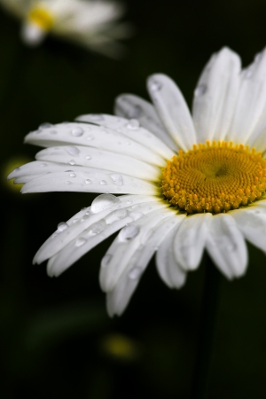 White daisy with drops of water on a meadowの写真素材