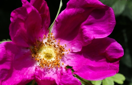 Pink wild rose with beautiful petalsの写真素材