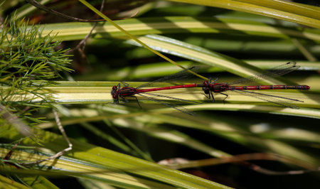 Large Red Damselfly  Red and black dragonfly  - Tandem pair with male 