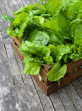A crate full of organic grown rainbow chard freshly picked from garden on rustic grey garden tableの写真素材