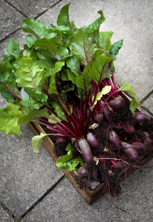 A crate full of organic grown beetroot freshly picked from gardenの写真素材