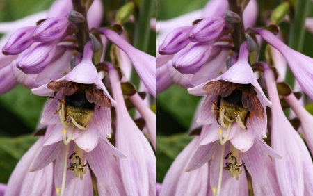 Bumblebee pollinating the pink flowerの写真素材