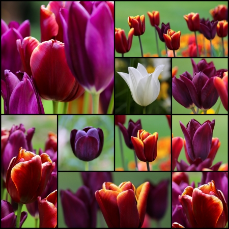 Violet red white tulip flowers set collage collection black frameの写真素材
