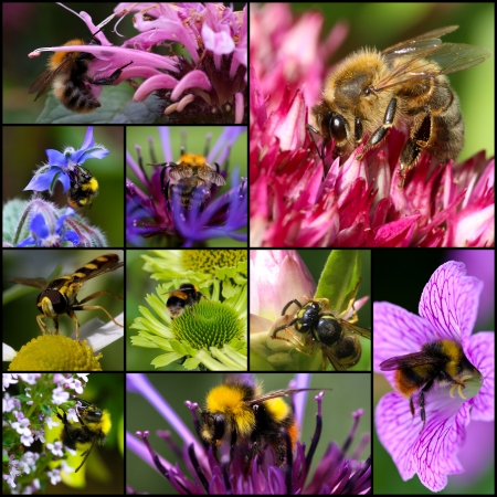 Bumblebee, bee, wasp pollinating flowers set collage collection black frameの写真素材