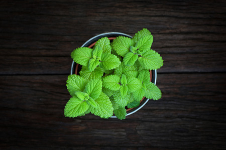 Fresh mint herb in a tin pot on dark rough wooden backgroundの写真素材