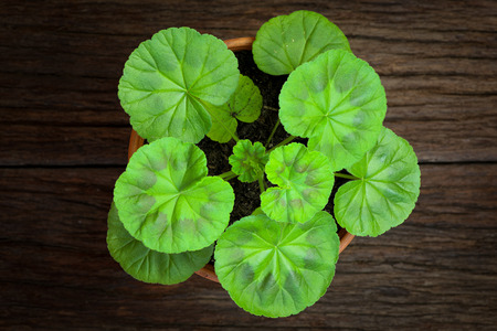 Young cranesbills geranium leaves in a clay pot and rough wooden backgroundの写真素材
