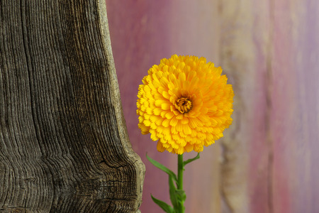 Calendula officinalis yellow flower head Asteraceae Perennials old Elm wood light pastel painted backgroundの写真素材