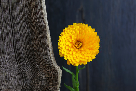 Calendula officinalis yellow flower head Asteraceae Perennials old Elm wood dark backgroundの写真素材