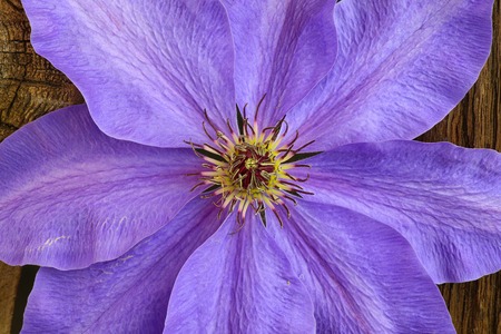 Beautiful big blue purple clematis flower closeup old wood backgroundの写真素材