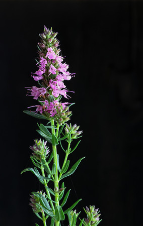 Giant pink hyssop used as spice and salubrious herb on dark backgroundの写真素材