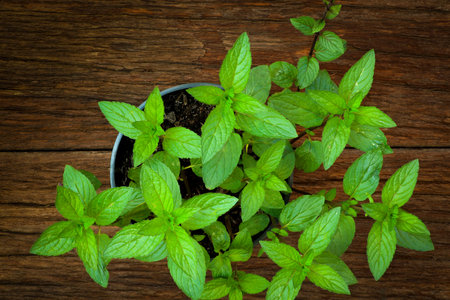 Pepper plant mint leaves in black pot on old wood background
