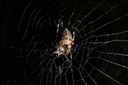 European Garden Spider on black background with white netの写真素材