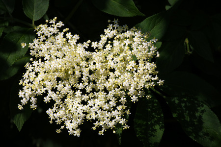 Blooming elderflower in garden (Sambucus nigra) on dark backgroundの写真素材