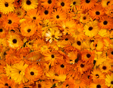 Bright orange flower heads pot marigold (Calendula officinalis) picked for dryingの写真素材