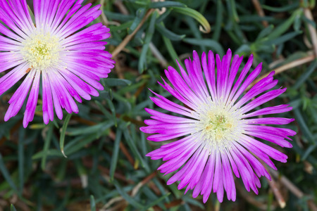 Delicate purple flower aizoaceae, lampranthus spectabilisの写真素材