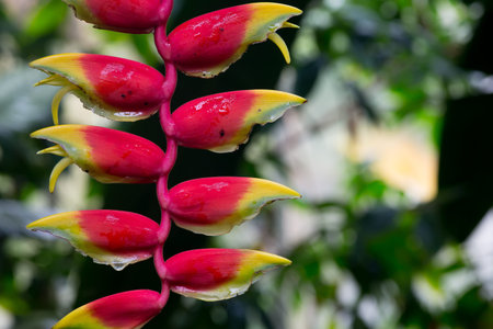 Tillandsia dyeriana flower