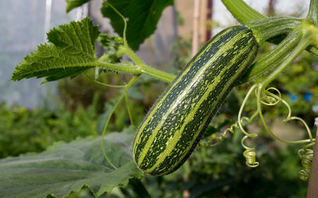 Courgette with leaves marrow zucchini in vegetable gardenの写真素材