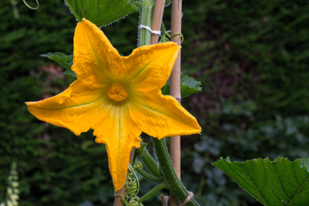 Courgette yellow flower marrow zucchini in vegetable gardenの写真素材