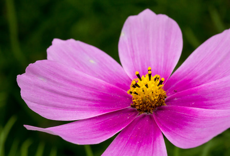 Bright pink Cosmos Flower on green backgroundの写真素材
