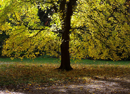 Yellow, orange and red autumn leaves on sunny day